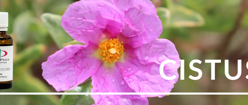 Cistus Essential Oil Benefits